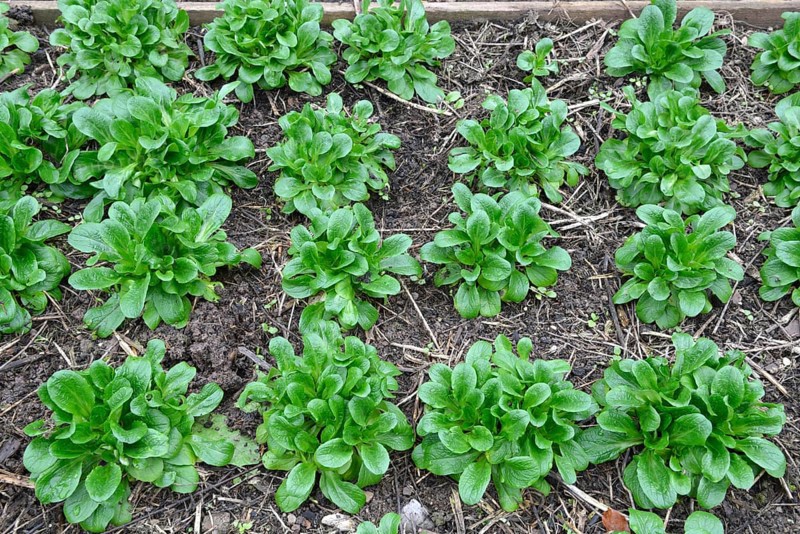 Lettuce