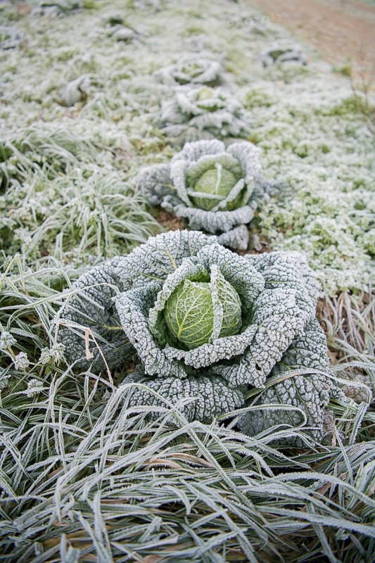 Savoy cabbage