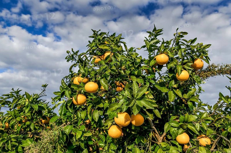 Orange cultivation