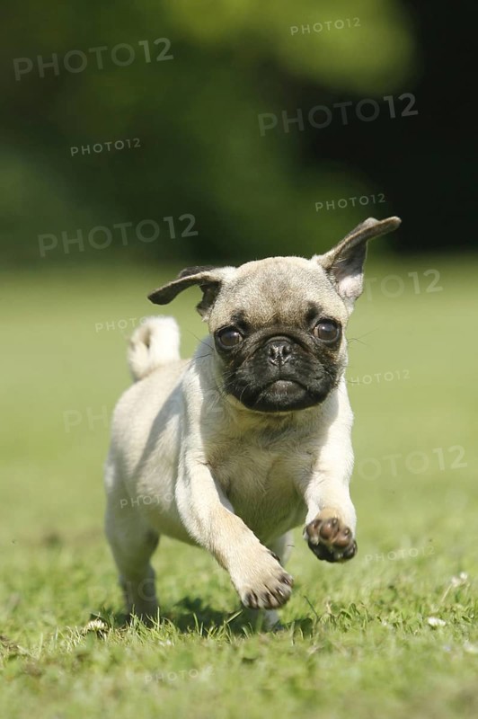 Pug