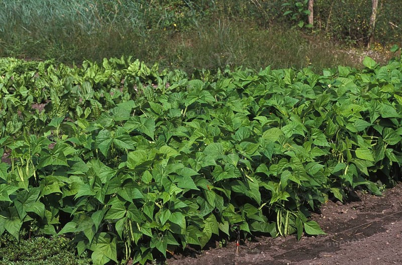 Garden Bean