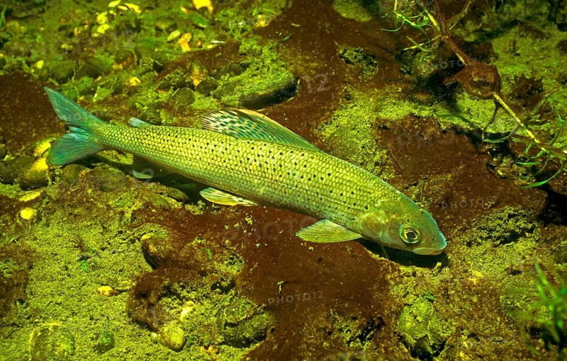 Grayling