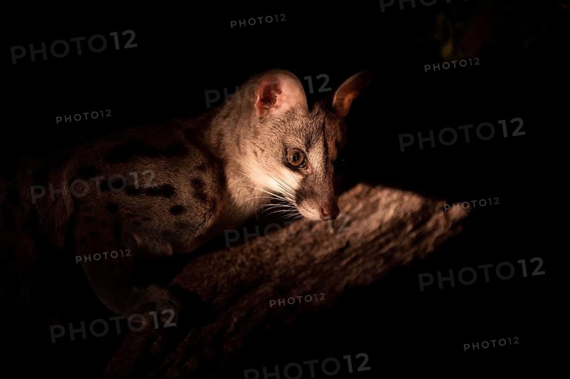 Genet