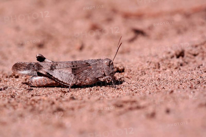 Blue-winged grasshopper