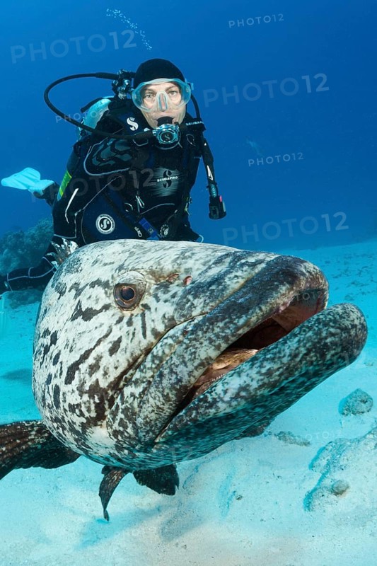 Diver and potato grouper