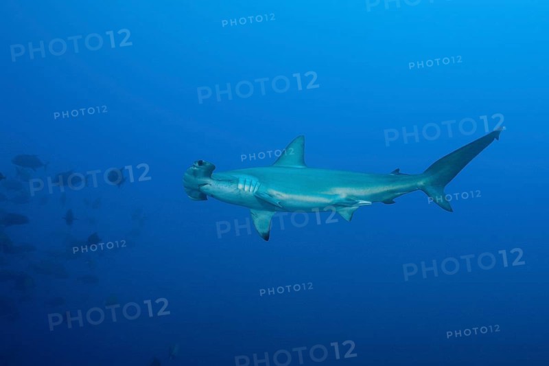 Scalloped Hammerhead