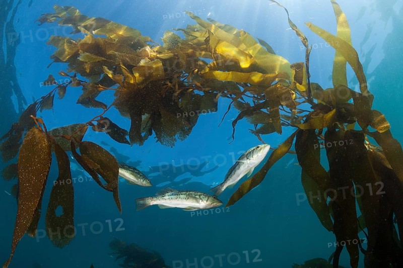 Kelp Bass