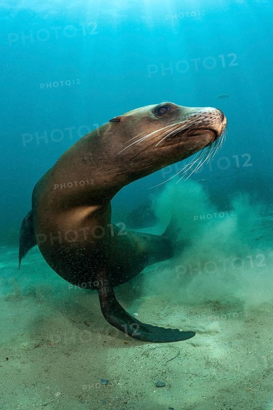 California Sea Lion