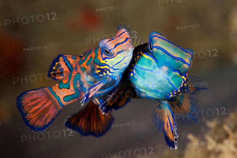 Mating mandarin fish