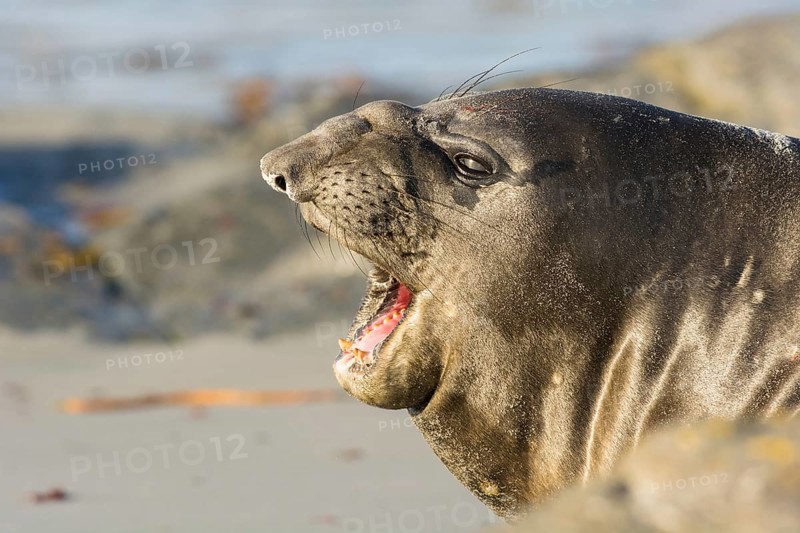 Sealion Island