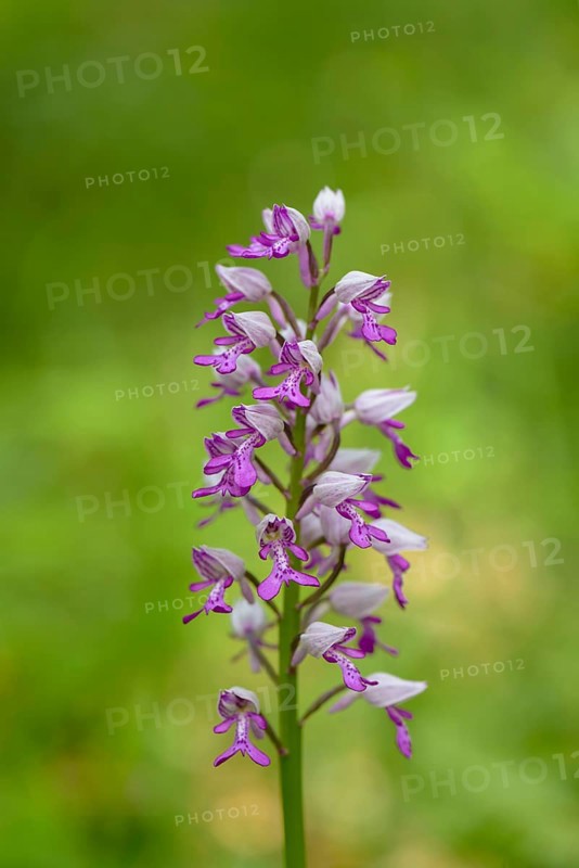 Military orchid
