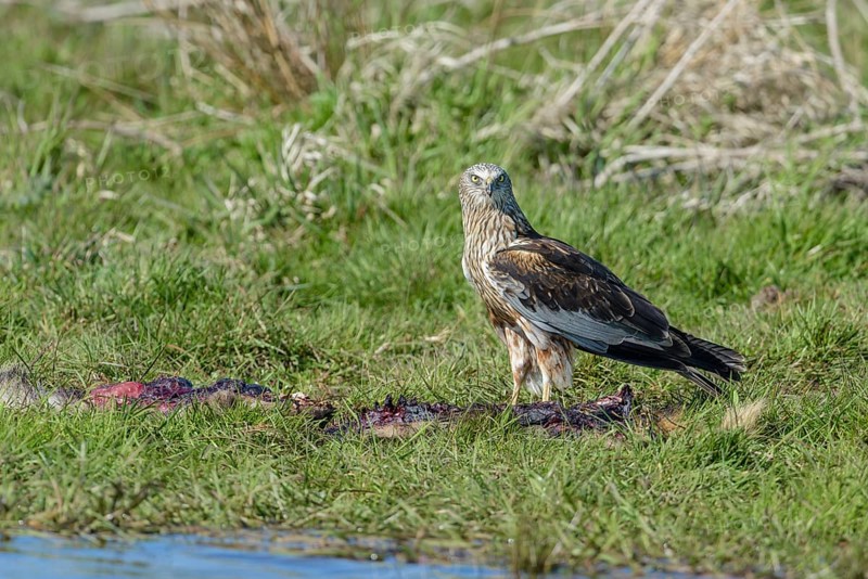 Male marsh harrier