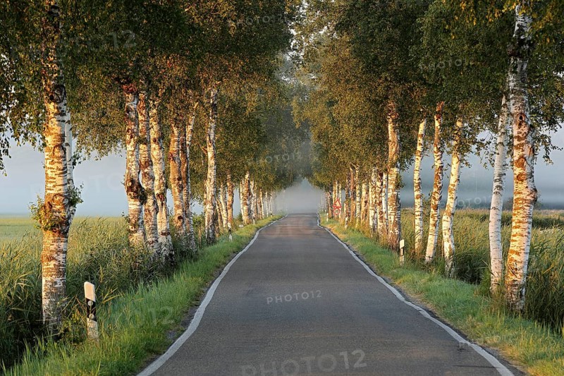 Birches avenue