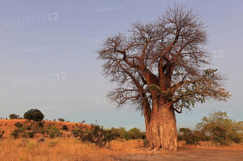 Baobab