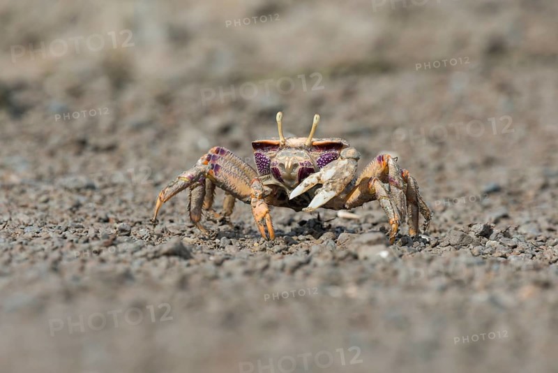 Male European fiddler crab