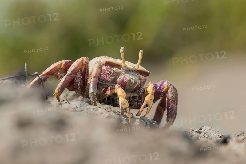 Female European fiddler crab