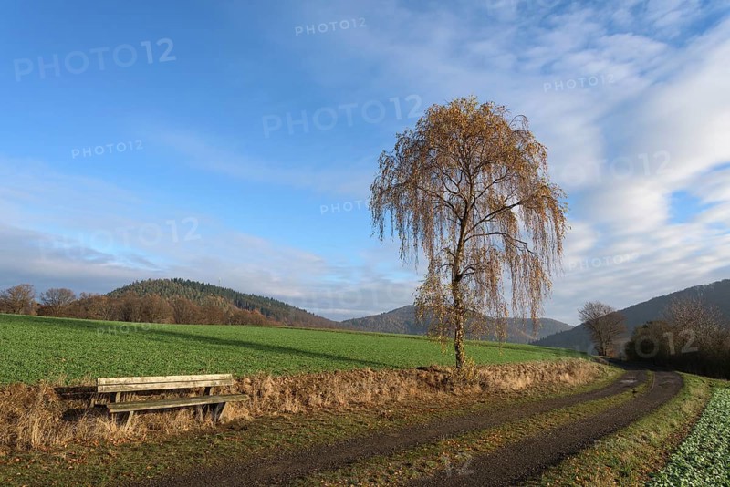 Weeping birch