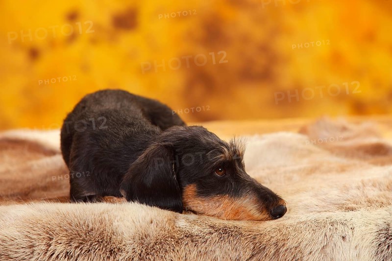 Dachshund with wire hairs