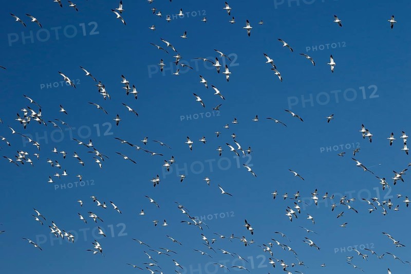 Snow geese