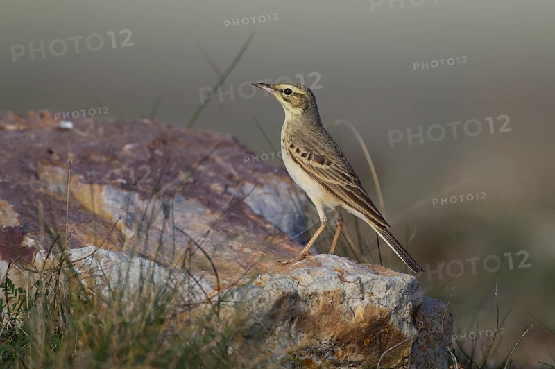 Tawny Pipit