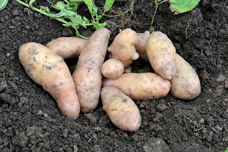 Potatoes