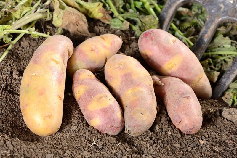 Potatoes