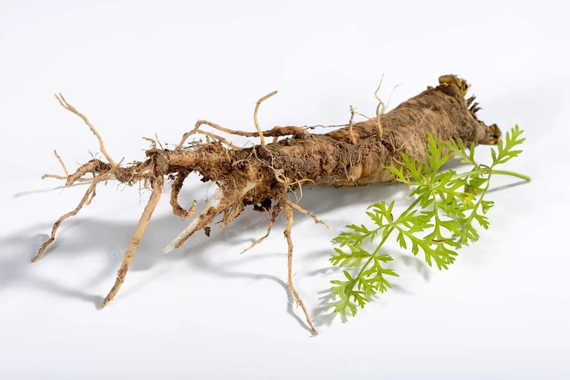 Wild carrot