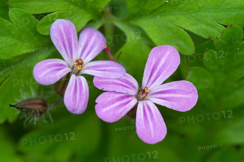 Herb Robert