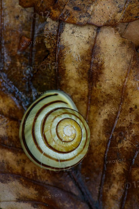 Grove snail