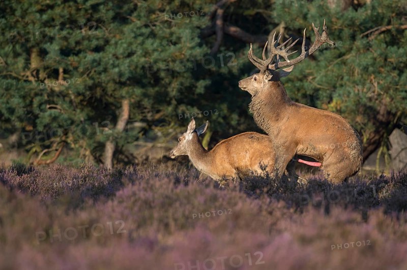 Red deer