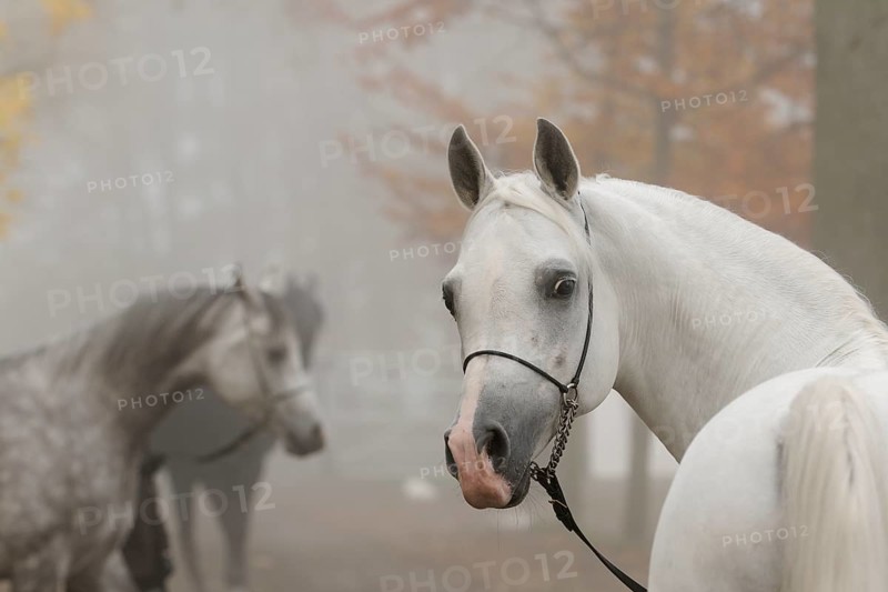 Arabian thoroughbred