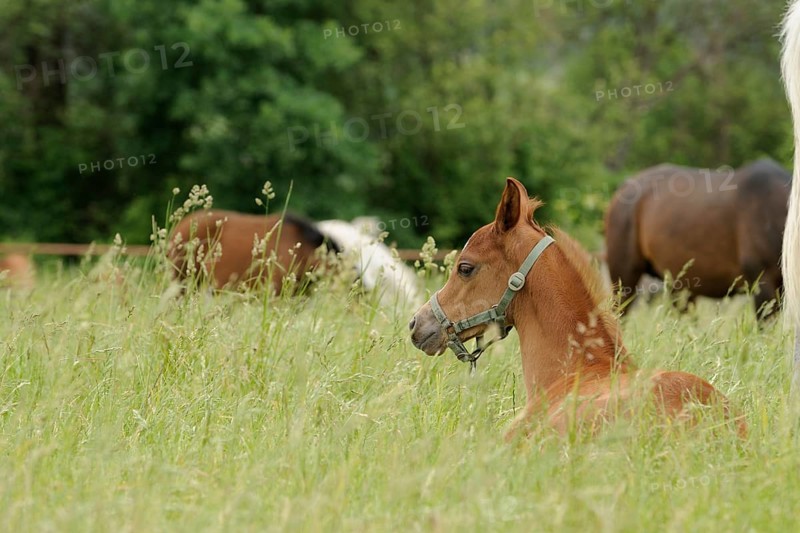 Arabian thoroughbred