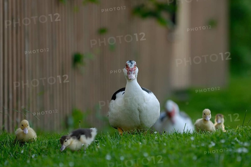Native muscovy duck with ducklings