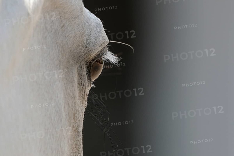 Arabian thoroughbred