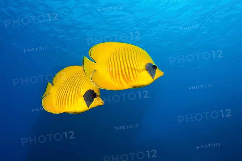 Pair of masked butterflyfish