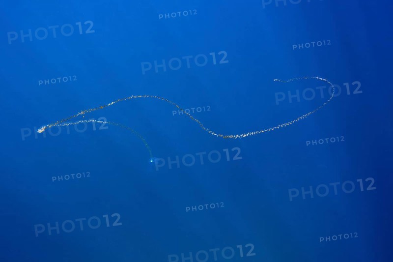 Chain of salps floating in the sea