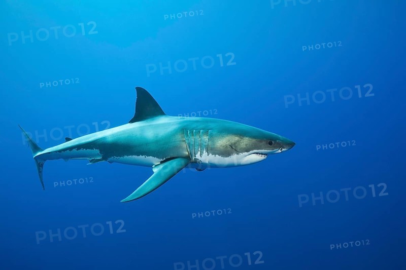 Great white shark