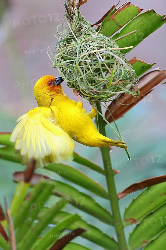 Eastern Golden Weaver