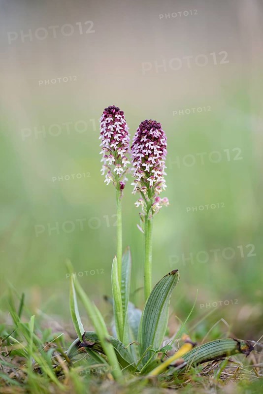 Early fire orchid