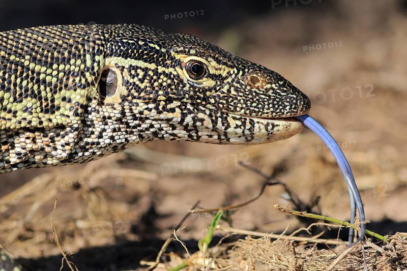 Nile monitor