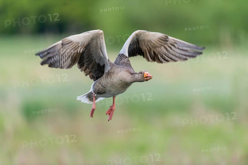Greylag goose