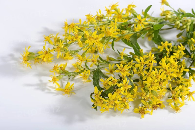 Goldenrod