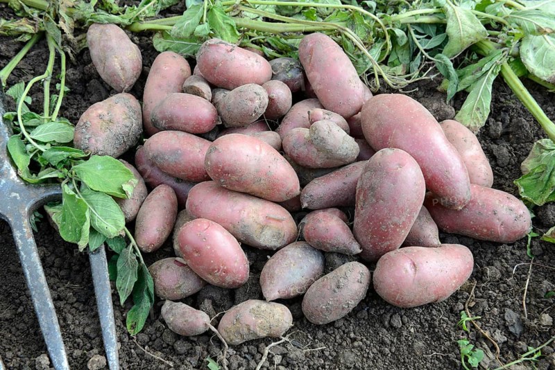 Potatoes