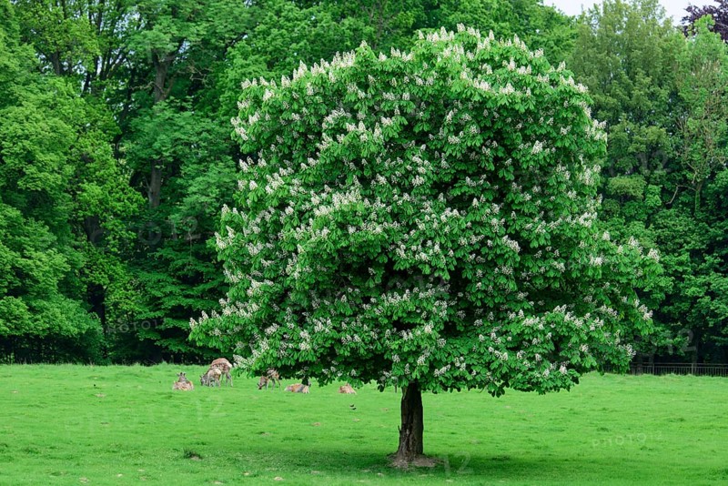 Flowering chestnut