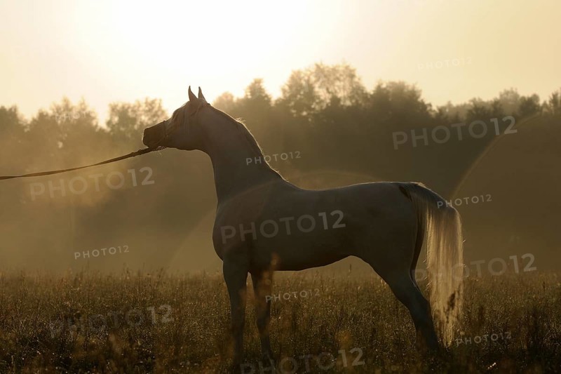 Arabian thoroughbred