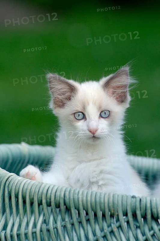Ragdoll cat