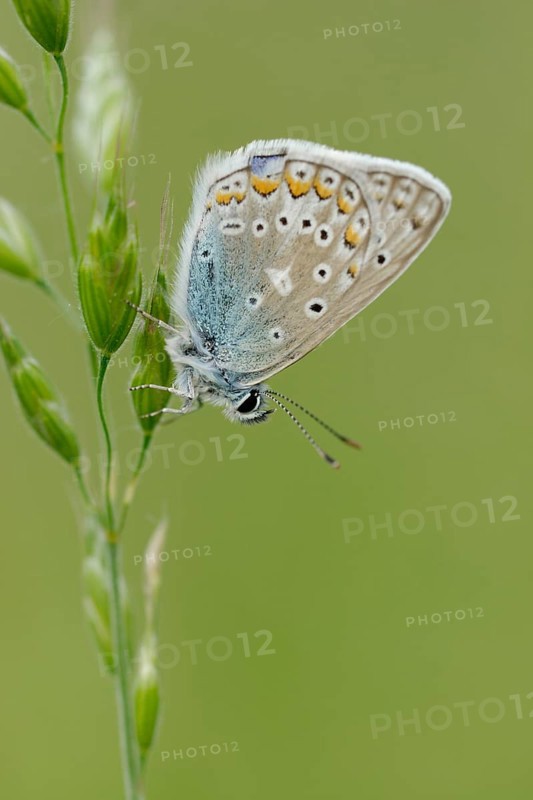 Chapman's Blue butterfly