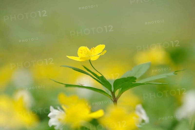 Yellow Anemone