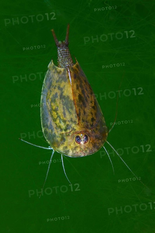 Gill-foot crab