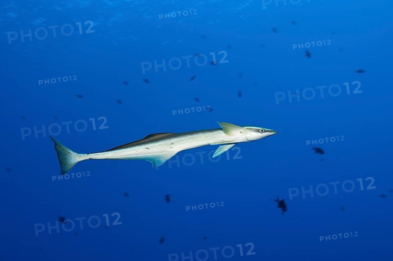 Slender Suckerfish